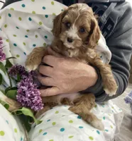 Rosie, a female Cavapoo for sale in Williamson, NY – 4 of 7