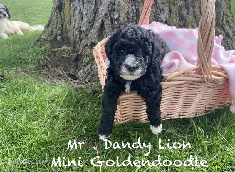 Dandy Lion  – Goldendoodle, Poodle - Miniature  puppy for sale in Williamson, NY