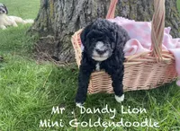 Dandy Lion , a male Goldendoodle and Poodle - Miniature  for sale in Williamson, NY – Photo 1 of 6