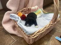 Dandy Lion , a male Goldendoodle and Poodle - Miniature  for sale in Williamson, NY – Photo 6 of 6