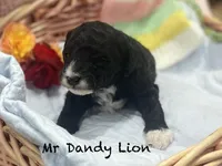 Dandy Lion , a male Goldendoodle and Poodle - Miniature  for sale in Williamson, NY – Photo 5 of 6