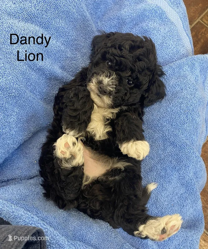 Dandy Lion  – Goldendoodle, Poodle - Miniature  puppy for sale in Williamson, NY