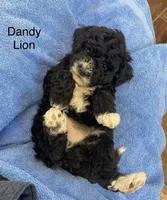 Dandy Lion , a male Goldendoodle and Poodle - Miniature  for sale in Williamson, NY – Photo 1 of 7