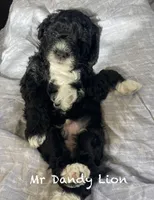 Dandy Lion , a male Goldendoodle and Poodle - Miniature  for sale in Williamson, NY – Photo 2 of 6