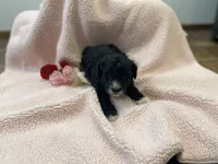 Dandy Lion , a male Goldendoodle and Poodle - Miniature  for sale in Williamson, NY – Photo 4 of 6