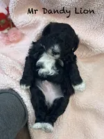 Dandy Lion , a male Goldendoodle and Poodle - Miniature  for sale in Williamson, NY – Photo 3 of 6