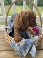 John , a male Cavapoo and Cavalier King Charles Spaniel for sale in Williamson, NY – 6 of 7
