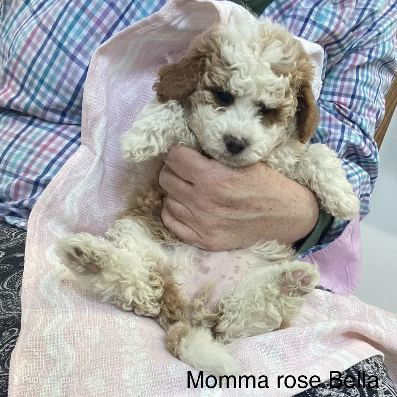 Mamma Rose Bella  – Goldendoodle, Poodle - Miniature  puppy for sale in Williamson, NY