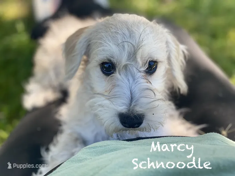 Marcy  – Schnoodle puppy for sale in Williamson, NY