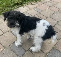 Darcy, a female Schnoodle for sale in Williamson, NY – 3 of 7