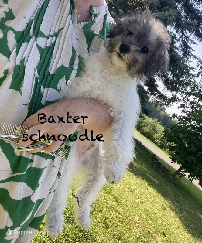 Baxter  – Schnoodle, Poodle - Miniature  puppy for sale in Williamson, NY