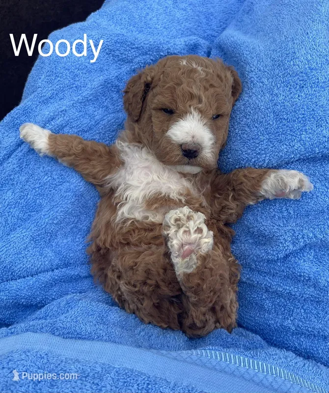 Woody mini – Goldendoodle, Poodle - Miniature  puppy for sale in Williamson, NY