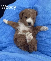 Woody mini can go home now !, a female Goldendoodle and Poodle - Miniature  for sale in Williamson, NY – 4 of 10