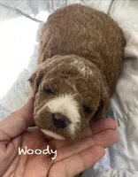 Woody mini, a female Goldendoodle and Poodle - Miniature  for sale in Williamson, NY – Photo 1 of 5