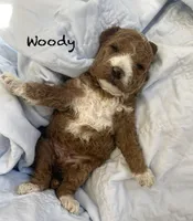 Woody mini, a female Goldendoodle and Poodle - Miniature  for sale in Williamson, NY – Photo 2 of 5