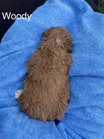 Woody mini can go home now !, a female Goldendoodle and Poodle - Miniature  for sale in Williamson, NY – 5 of 10