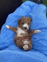 Woody mini can go home now !, a female Goldendoodle and Poodle - Miniature  for sale in Williamson, NY – 6 of 10
