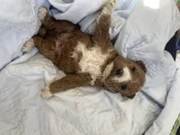 Woody mini, a female Goldendoodle and Poodle - Miniature  for sale in Williamson, NY – Photo 5 of 5