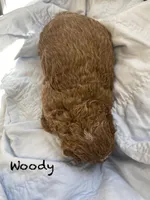 Woody mini, a female Goldendoodle and Poodle - Miniature  for sale in Williamson, NY – Photo 3 of 5