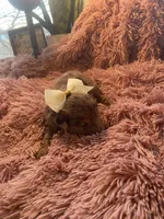 Cubby mini , a male Schnoodle for sale in Williamson, NY – Photo 4 of 4