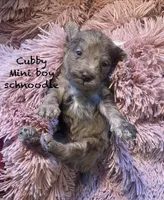 Cubby mini , a male Schnoodle for sale in Williamson, NY – Photo 3 of 4