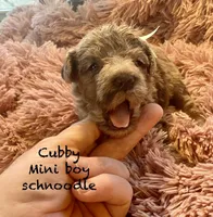 Cubby mini , a male Schnoodle for sale in Williamson, NY – Photo 1 of 4