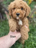 Stan, a male Miniature Goldendoodle for sale in Williamson, NY – 2 of 7