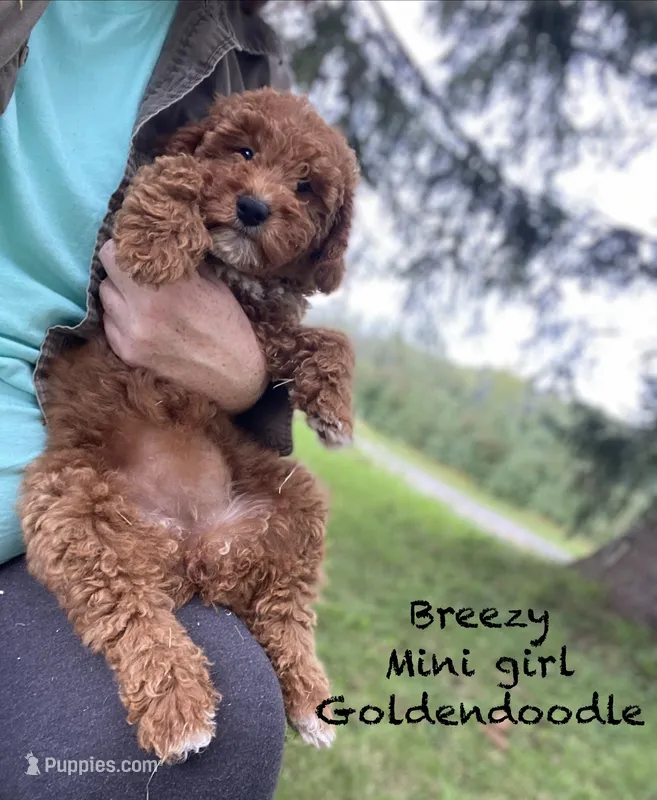 Breeze – Goldendoodle puppy for sale in Williamson, NY