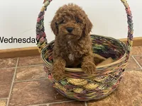 Wednesday f1BB, a female Poodle - Miniature  and Miniature Goldendoodle for sale in Williamson, NY – 4 of 9