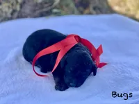 Bugs ! , a male Goldendoodle and Poodle - Miniature  for sale in Williamson, NY – 2 of 9