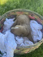 Darla larger mini , a female Goldendoodle and Golden Retriever for sale in Williamson, NY – 4 of 7