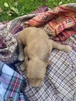 Gracie F1 larger mini , a female Goldendoodle and Golden Retriever for sale in Williamson, NY – 9 of 10
