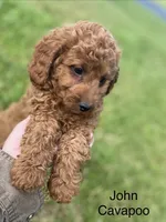 John , a male Cavapoo and Cavalier King Charles Spaniel for sale in Williamson, NY – 2 of 7
