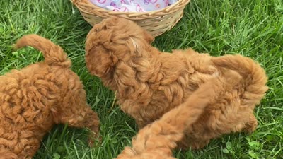 Milkshake , a male Goldendoodle for sale in Williamson, NY – 5 of 5