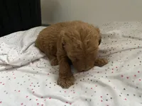 Nova f1B, a female Goldendoodle and Poodle - Standard  for sale in Williamson, NY – Photo 10 of 10