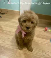 Nova f1B, a female Goldendoodle and Poodle - Standard  for sale in Williamson, NY – Photo 2 of 10