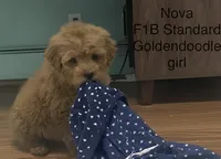 Nova f1B, a female Goldendoodle and Poodle - Standard  for sale in Williamson, NY – Photo 5 of 10
