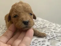 Nova f1B, a female Goldendoodle and Poodle - Standard  for sale in Williamson, NY – Photo 8 of 10