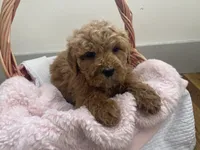 Nova f1B, a female Goldendoodle and Poodle - Standard  for sale in Williamson, NY – Photo 3 of 10