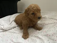 Nova f1B, a female Goldendoodle and Poodle - Standard  for sale in Williamson, NY – Photo 9 of 10