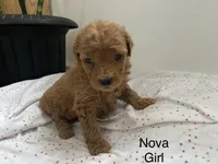 Nova f1B, a female Goldendoodle and Poodle - Standard  for sale in Williamson, NY – Photo 6 of 10