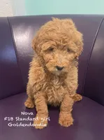 Nova f1B, a female Goldendoodle and Poodle - Standard  for sale in Williamson, NY – Photo 1 of 10