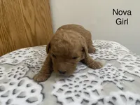 Nova f1B, a female Goldendoodle and Poodle - Standard  for sale in Williamson, NY – Photo 7 of 10
