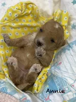 Annie mini, a female Goldendoodle and Poodle - Miniature  for sale in Williamson, NY – Photo 5 of 6