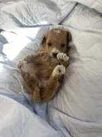 Annie mini, a female Goldendoodle and Poodle - Miniature  for sale in Williamson, NY – Photo 6 of 6