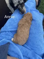 Annie mini, a female Goldendoodle and Poodle - Miniature  for sale in Williamson, NY – Photo 2 of 6