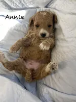 Annie mini, a female Goldendoodle and Poodle - Miniature  for sale in Williamson, NY – Photo 3 of 6