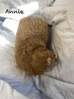 Annie mini, a female Goldendoodle and Poodle - Miniature  for sale in Williamson, NY – Photo 4 of 6