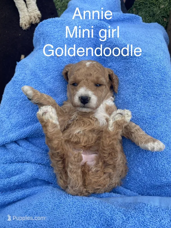 Annie mini – Goldendoodle, Poodle - Miniature  puppy for sale in Williamson, NY