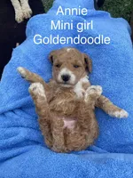 Annie mini, a female Goldendoodle and Poodle - Miniature  for sale in Williamson, NY – Photo 1 of 6